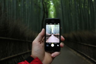 短剧风口项目 ，手机搬运，日收5000＋ ，不用剪辑，只要有视频号，小红书，抖音，快手0粉都可做