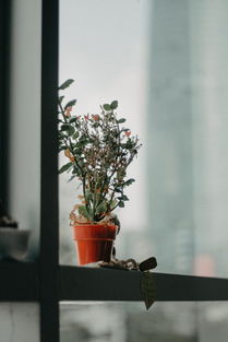 居家盆栽十大排名，家居盆栽植物