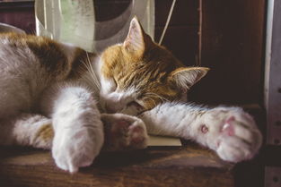 外国猫多少钱一只，国外最值钱中国猫