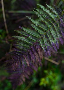 中国最古老的紫藤萝卜，中国最古老的紫藤萝卜品种