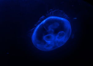 世界人造病毒排名前十的国家，世界人造病毒排名前十